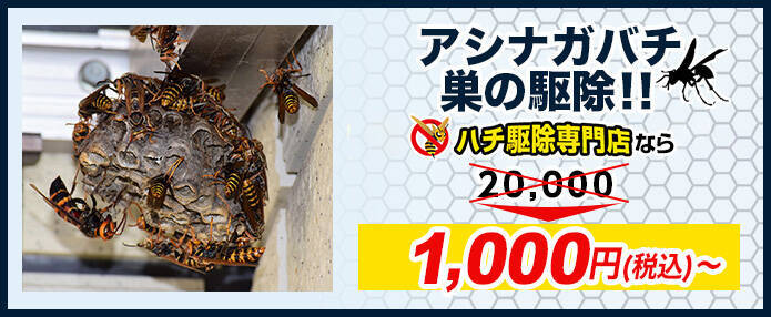 アシナガバチの巣の駆除の価格